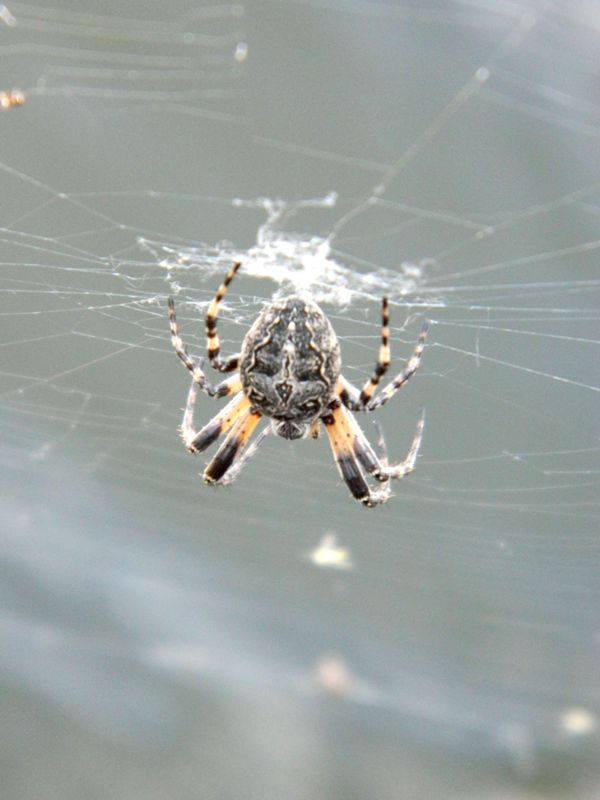Larinioides sclopetarius